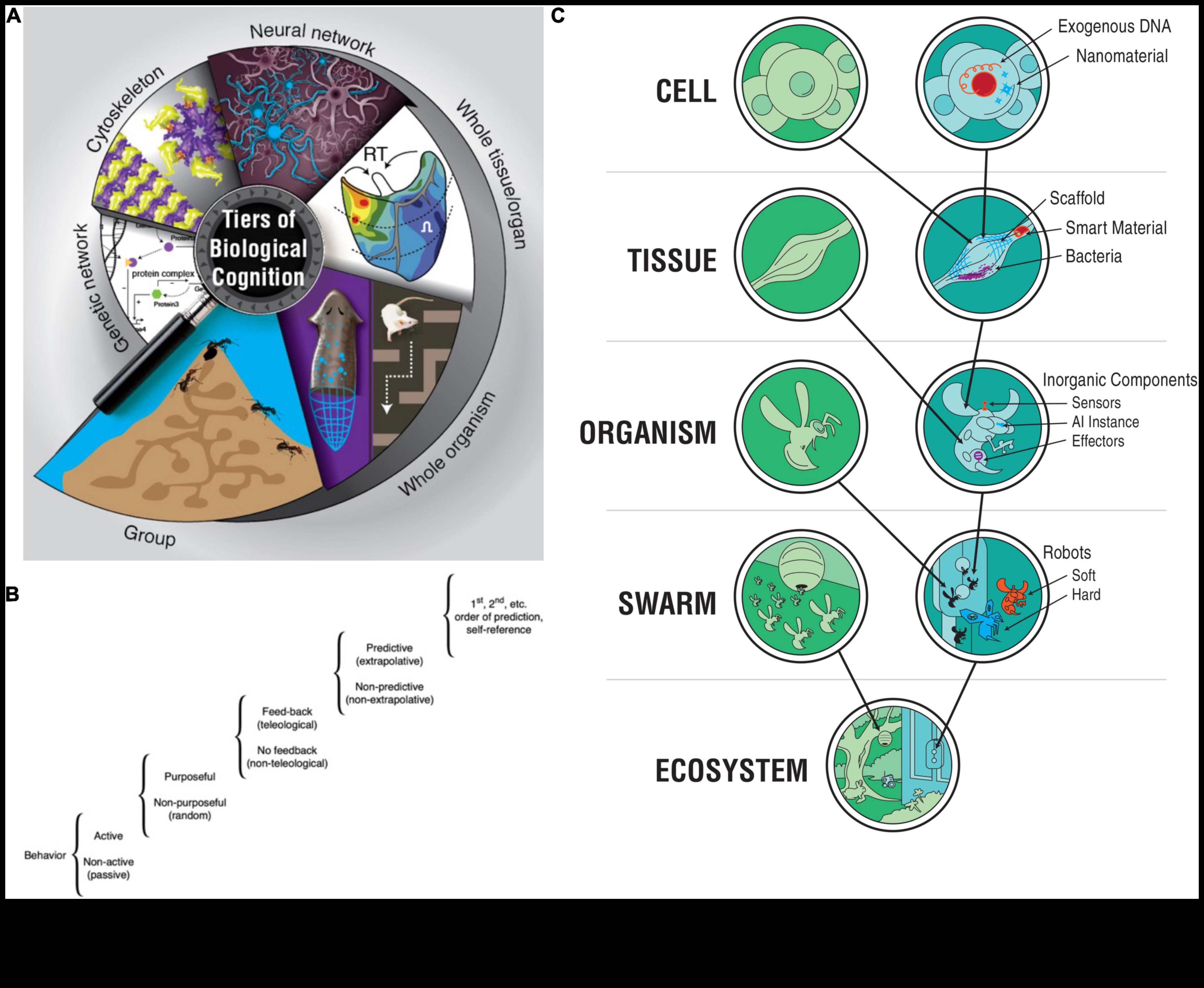 Explorarea frontierelor inovării biotehnologice dincolo de granițele genetice 5 Dincolo de limitele genetice: împingerea limitelor în explorarea biotehnologică modernă