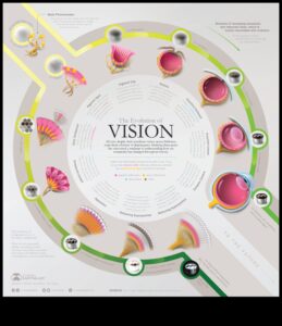 Evoluție vizuală: creșterea viziunii prin îmbunătățirea creativă a imaginii