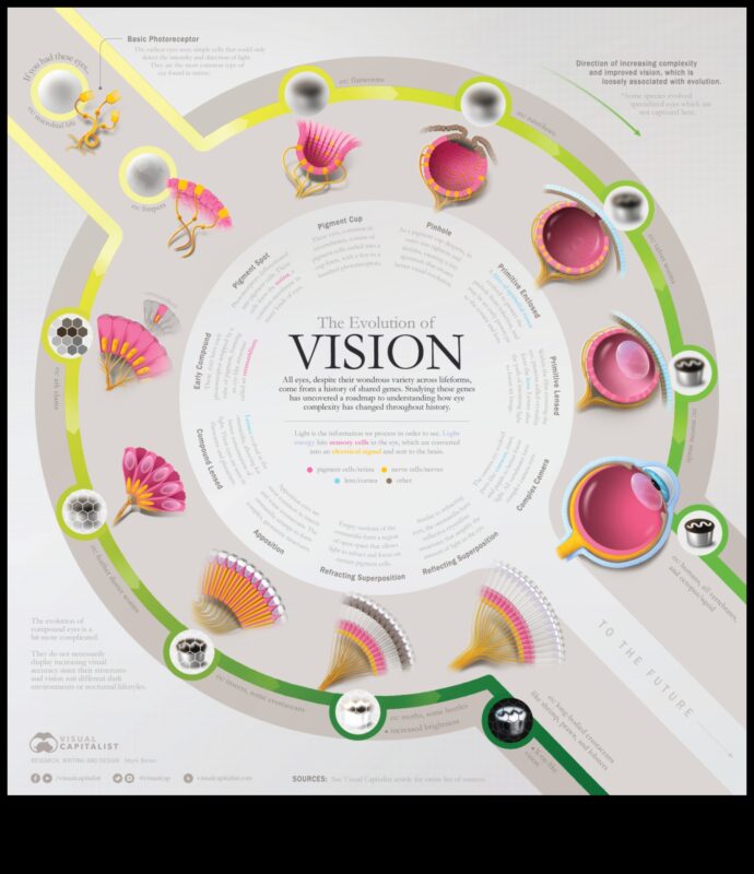 Evoluție vizuală: creșterea viziunii prin îmbunătățirea creativă a imaginii